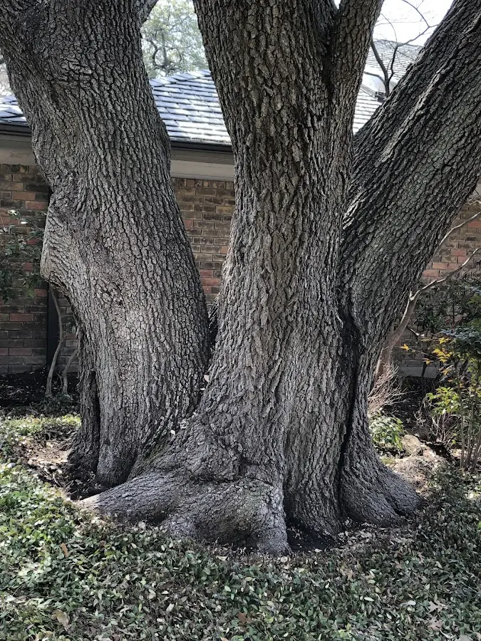 Mature heritage tree close to a Magnolia property cared for by certified arborists